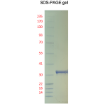 Recombinant Human PKMYT1, catalytic domain – dephosphorylated